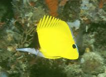 Image of Forcipiger flavissimus (Longnose butterfly fish)