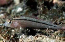 Image of Forsterygion lapillum (Common triplefin)