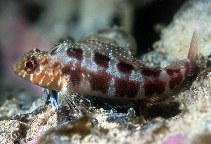 Image of Forsterygion malcolmi (Mottled triplefin)