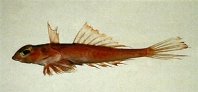 Image of Foetorepus masudai (Masuda’s dragonet)