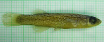 Image of Fundulus bifax (Stippled studfish)
