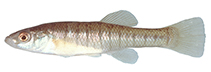 Image of Fundulus diaphanus (Banded killifish)