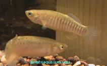 Image of Fundulus pulvereus (Bayou killifish)