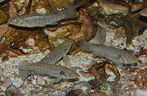 Image of Fundulus similis (Longnose killifish)