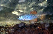 Image of Nothobranchius thierryi (Togo Killifish)