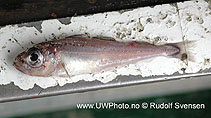 Image of Gadiculus thori (Silvery cod)