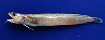 Image of Gaidropsarus biscayensis (Mediterranean bigeye rockling)