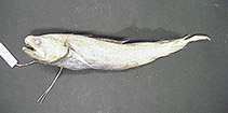 Image of Gadella brocca 
