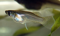 Image of Gambusia luma (Sleek mosquitofish)
