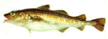Image of Gadus macrocephalus (Pacific cod)