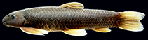 Image of Garra manipurensis 