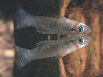 Image of Gambusia melapleura (Striped gambusia)