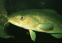 Image of Gadus morhua (Atlantic cod)