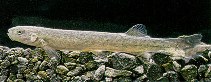 Image of Galaxias paucispondylus (Alpine galaxias)