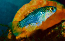 Image of Garmanella pulchra (Yucatan flagfish)