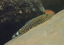 Image of Gastromyzon stellatus 