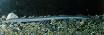 Image of Geotria australis (Pouched lamprey)