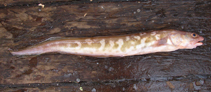 Image of Genypterus capensis (Kingklip)