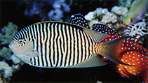 Image of Genicanthus caudovittatus (Zebra angelfish)