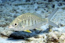 Image of Gerres cinereus (Yellow fin mojarra)