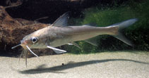 Image of Genidens genidens (Guri sea catfish)