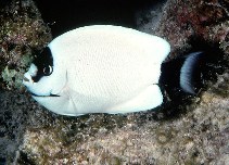 Image of Genicanthus personatus (Masked angelfish)
