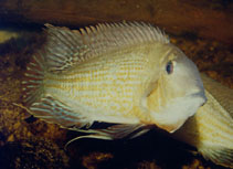 Image of Geophagus surinamensis (Redstriped eartheater)