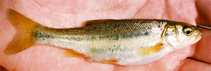 Image of Gila pandora (Rio Grande chub)