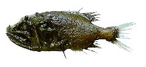 Image of Gibberichthys pumilus (Gibberfish)