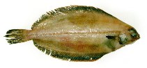 Image of Glyptocephalus cynoglossus (Witch flounder)
