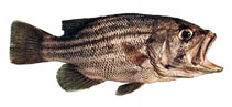 Image of Glaucosoma hebraicum (West Australian dhufish)