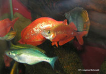 Image of Glossolepis incisa (Red rainbowfish)