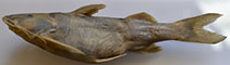 Image of Glyptothorax kashmirensis 