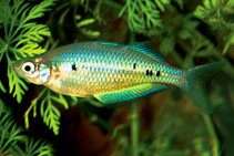 Image of Glossolepis maculosa (Spotted rainbowfish)
