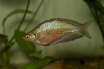 Image of Glossolepis multisquamata (Sepik rainbowfish)