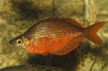 Image of Glossolepis pseudoincisa (Tami River rainbowfish)