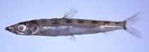 Image of Glossanodon semifasciatus (Deep-sea smelt)