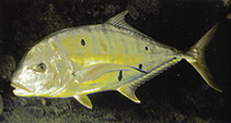 Image of Gnathanodon speciosus (Golden trevally)