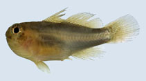 Image of Gobiodon acicularis (Needlespine coral goby)