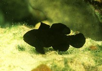 Image of Gobiodon acicularis (Needlespine coral goby)