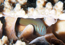 Image of Gobiodon axillaris (Red-striped coralgoby)