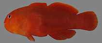 Image of Gobiodon bilineatus (Two-lined coralgoby)