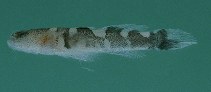 Image of Gobiopsis canalis (Checkered goby)
