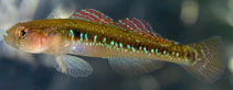 Image of Pomatoschistus flavescens (Two-spotted goby)