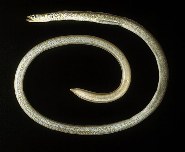 Image of Gorgasia galzini (Speckled garden-eel)