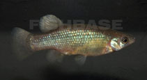 Image of Goodea gracilis (Dusky splitfin)