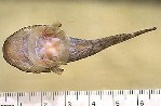 Image of Gobiesox maeandricus (Northern clingfish)