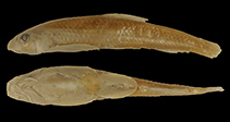 Image of Gobiobotia pappenheimi (Eightbarbel gudgeon)