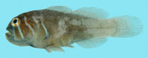 Image of Gobiodon prolixus (Elongate coralgoby)