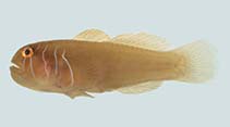 Image of Gobiodon prolixus (Elongate coralgoby)